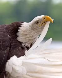 Loài chim phải tự đập mỏ, bẻ móng, nhổ lông để kéo dài tuổi thọ