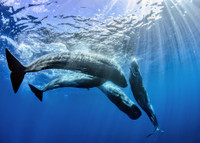 Cá nhà táng giao tiếp theo bảng chữ cái tương tự con người