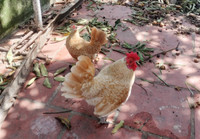 Gà vảy cá tuyệt đẹp, được săn lùng dịp Tết