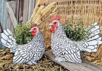 Gà vảy cá tuyệt đẹp, được săn lùng dịp Tết