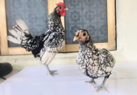 Gà vảy cá tuyệt đẹp, được săn lùng dịp Tết