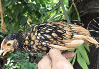 Gà vảy cá tuyệt đẹp, được săn lùng dịp Tết