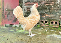 Gà vảy cá tuyệt đẹp, được săn lùng dịp Tết