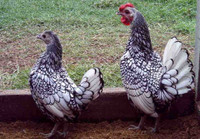 Gà vảy cá tuyệt đẹp, được săn lùng dịp Tết