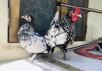 Gà vảy cá tuyệt đẹp, được săn lùng dịp Tết