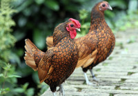 Gà vảy cá tuyệt đẹp, được săn lùng dịp Tết