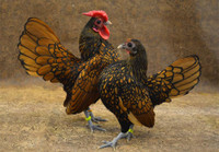 Gà vảy cá tuyệt đẹp, được săn lùng dịp Tết