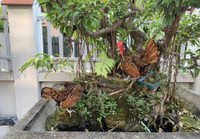 Gà vảy cá tuyệt đẹp, được săn lùng dịp Tết