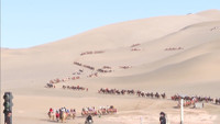 Lắp đèn giao thông giữa sa mạc, đoàn du khách cưỡi lạc đà 