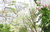 Mùa hoa ban khoe sắc 