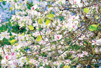 Mùa hoa ban khoe sắc 