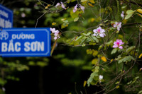 Mùa hoa ban khoe sắc 