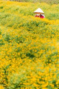 Làng hoa cúc “tiến vua” tất bật chuẩn bị đón Tết