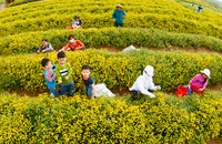 Làng hoa cúc “tiến vua” tất bật chuẩn bị đón Tết