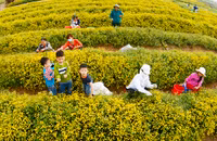 Làng hoa cúc “tiến vua” tất bật chuẩn bị đón Tết