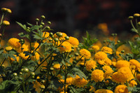 Làng hoa cúc “tiến vua” tất bật chuẩn bị đón Tết