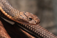 Loài rắn thông minh nhất thế giới