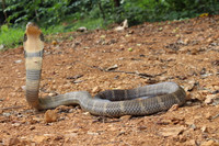 Loài rắn thông minh nhất thế giới