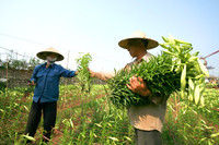 Tháng tư về, hoa loa kèn tinh khôi xuống phố