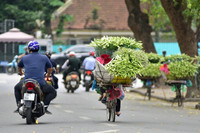 Tháng tư về, hoa loa kèn tinh khôi xuống phố