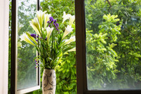 Tháng tư về, hoa loa kèn tinh khôi xuống phố