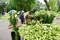 Tháng tư về, hoa loa kèn tinh khôi xuống phố