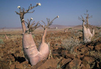 Những loài thực vật kỳ lạ nhất thế giới