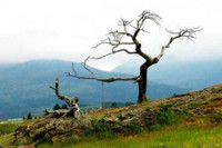 Những loài thực vật kỳ lạ nhất thế giới