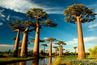 Những loài thực vật kỳ lạ nhất thế giới