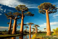 Những loài thực vật kỳ lạ nhất thế giới