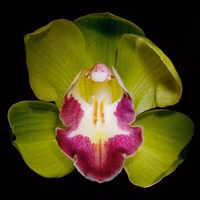 9 loại hoa đẹp, độc, đắt nhất thế giới