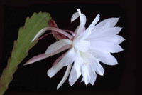 9 loại hoa đẹp, độc, đắt nhất thế giới