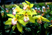 9 loại hoa đẹp, độc, đắt nhất thế giới