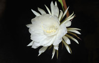 9 loại hoa đẹp, độc, đắt nhất thế giới