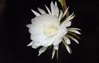 9 loại hoa đẹp, độc, đắt nhất thế giới