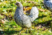 Một số loài gà quý hiếm, độc lạ ở Việt Nam