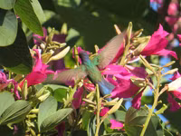 Loài chim duy nhất có thể “cài số lùi” khi bay