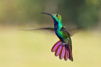 Loài chim duy nhất có thể “cài số lùi” khi bay