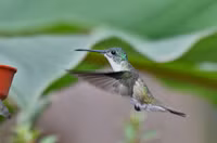 Loài chim duy nhất có thể “cài số lùi” khi bay
