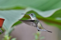 Loài chim duy nhất có thể “cài số lùi” khi bay