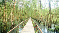 Check-in cây cầu tre dài 10km tại Việt Nam