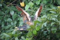 Loài chim ‘hóa thạch sống’, có mùi đáng sợ khiến kẻ thù phải tránh xa