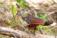 Loài chim ‘hóa thạch sống’, có mùi đáng sợ khiến kẻ thù phải tránh xa