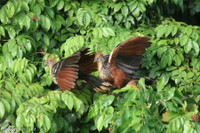 Loài chim ‘hóa thạch sống’, có mùi đáng sợ khiến kẻ thù phải tránh xa