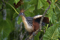 Loài chim ‘hóa thạch sống’, có mùi đáng sợ khiến kẻ thù phải tránh xa
