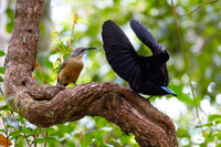 Loài chim mới, kỳ quái như hố đen nhưng có tên vô cùng đẹp