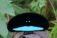 Loài chim mới, kỳ quái như hố đen nhưng có tên vô cùng đẹp