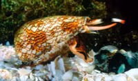 Điểm tên những loài động vật có nọc độc nhất hành tinh