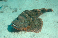 Điểm tên những loài động vật có nọc độc nhất hành tinh