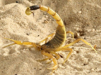 Điểm tên những loài động vật có nọc độc nhất hành tinh